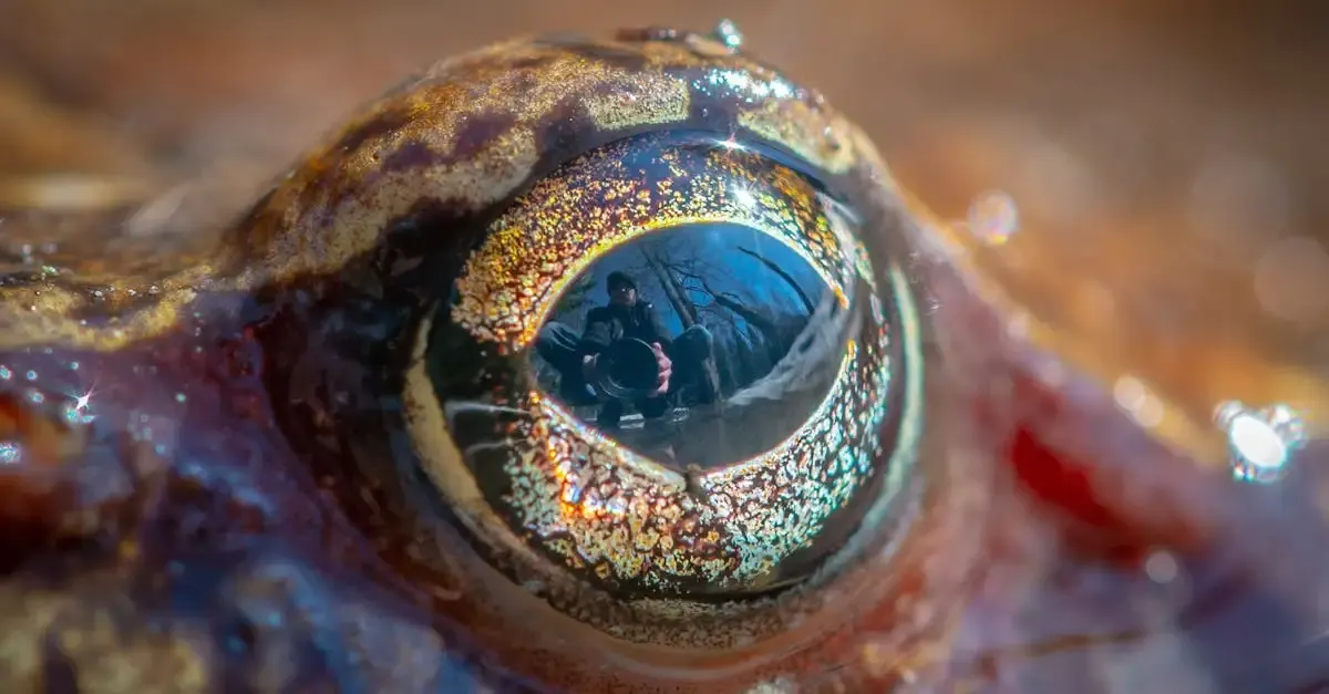Augen iris fotografie