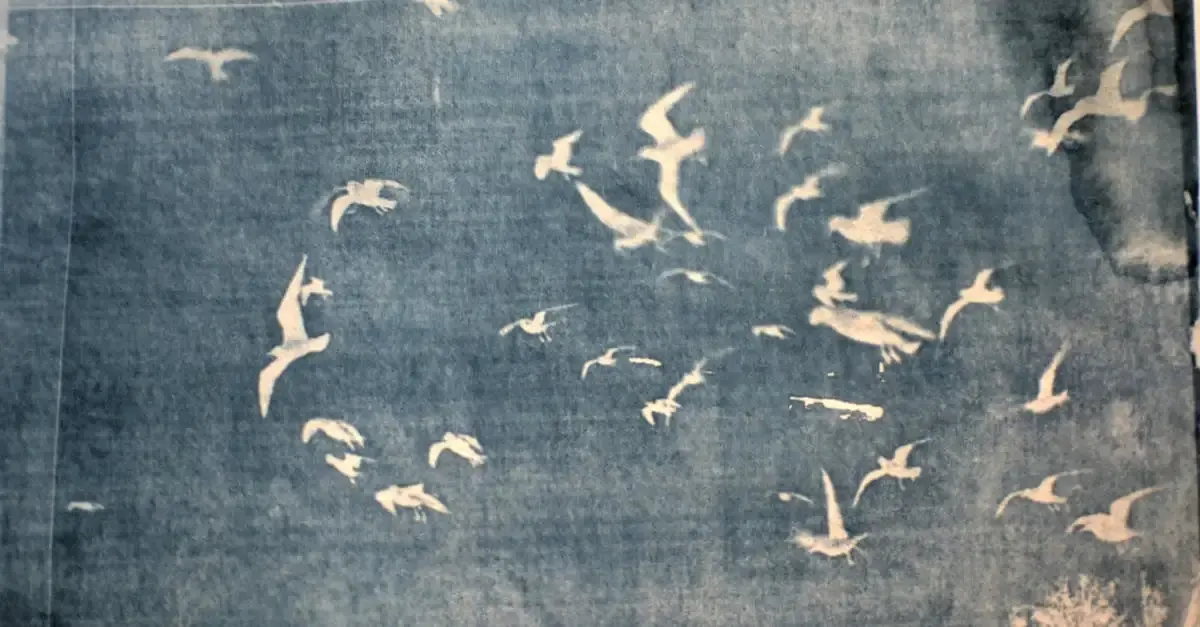 Cyanotype fotografie