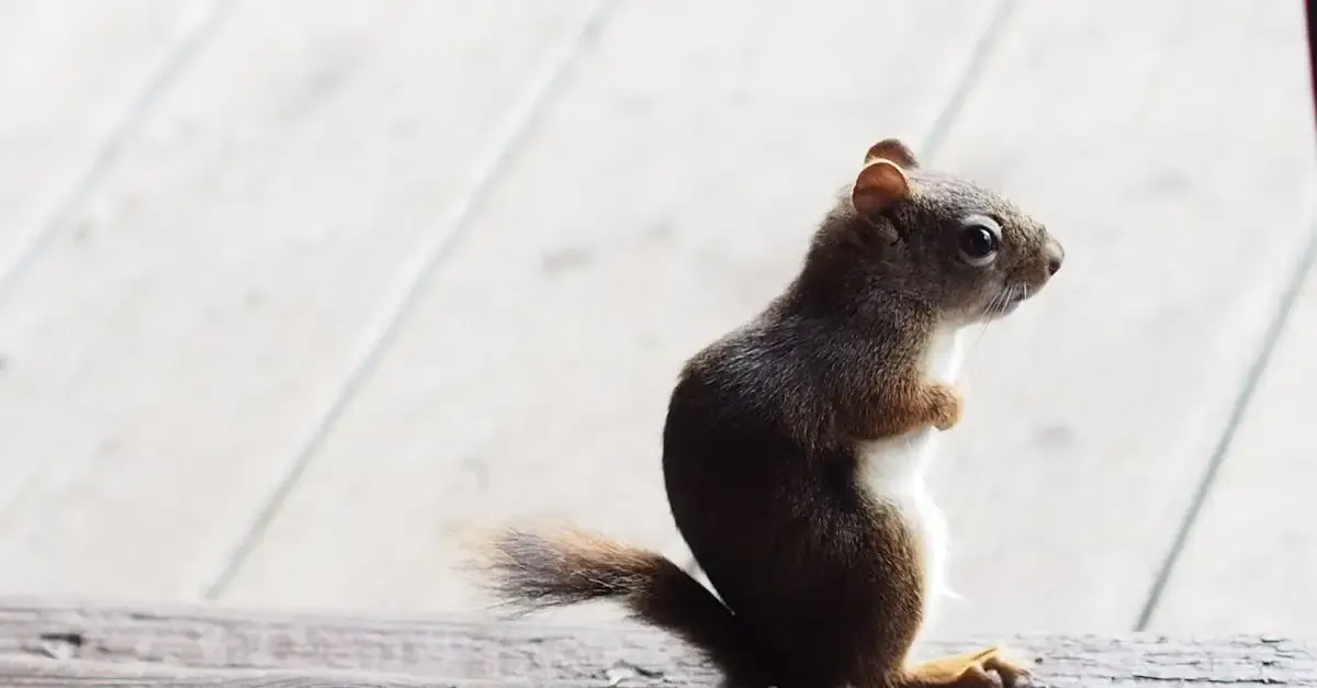 Eichhörnchen fotografie