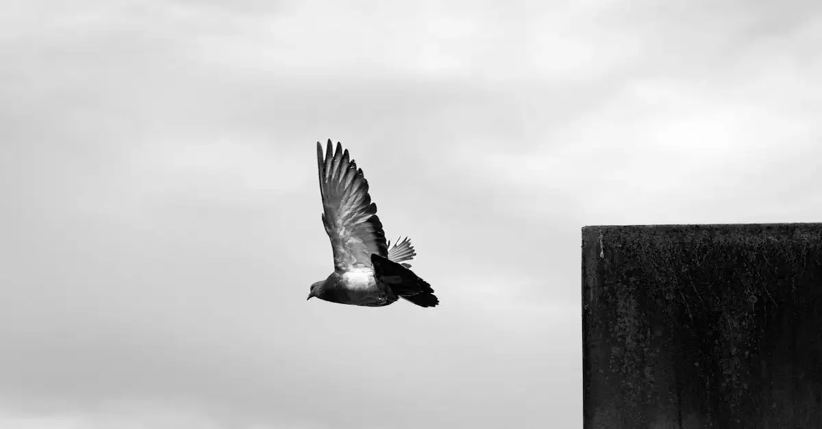 Vogel fotografie