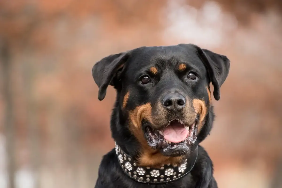Fotografie rottweil
