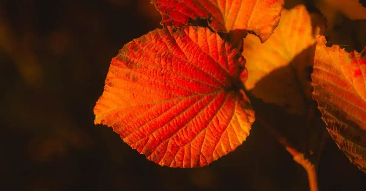 Goldener schnitt fotografie einfach erklärt