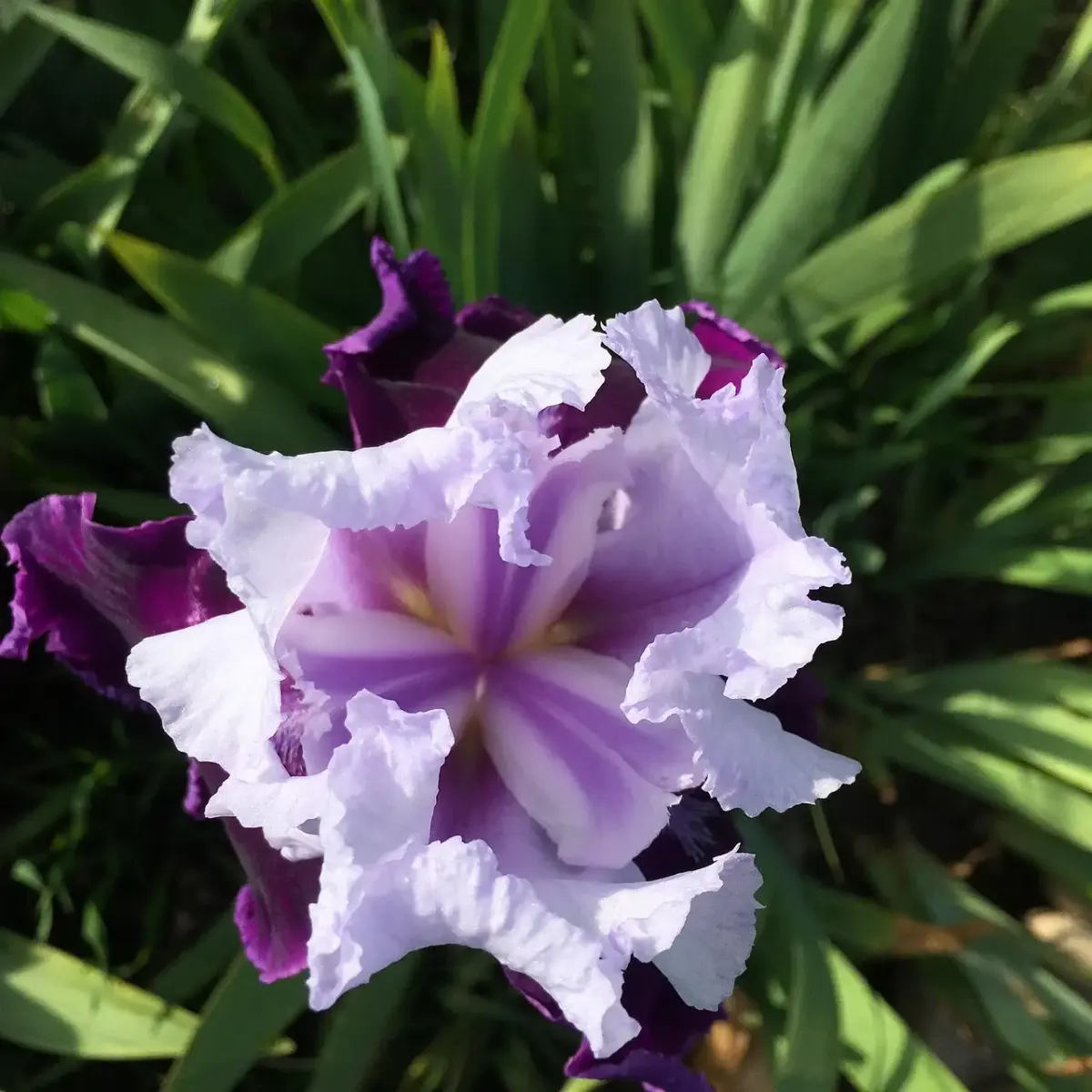 Iris fotografie grüne augen