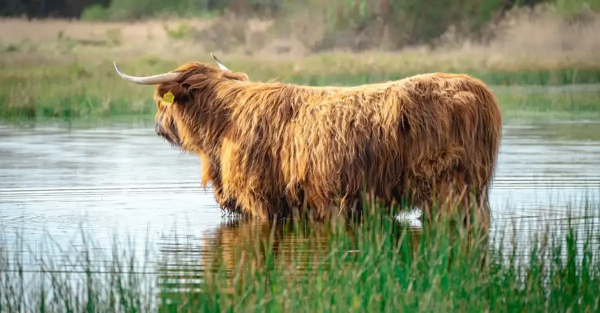 Wild fotografie