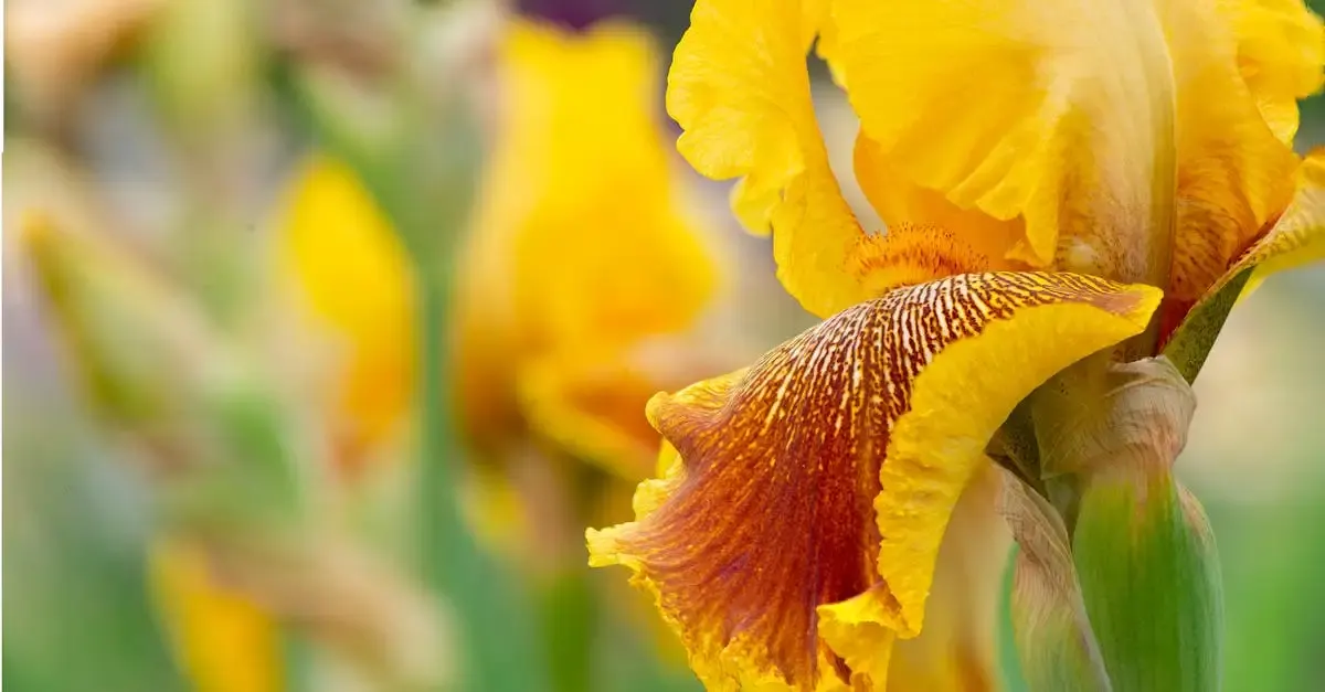 Iris fotografie objektiv
