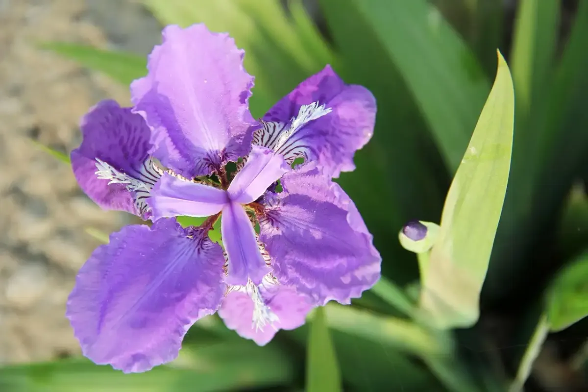 Iris fotografie online