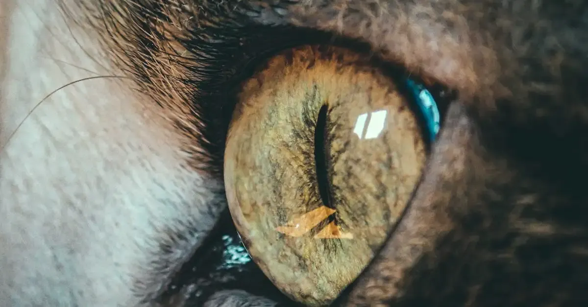 Iris fotografie selber machen