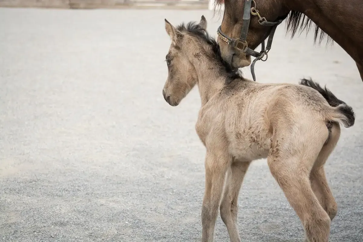 Ponyliebe fotografie
