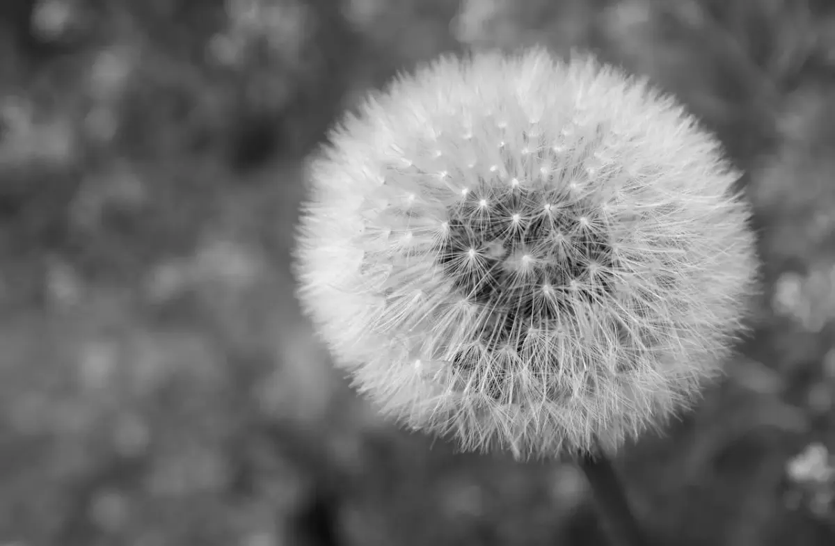 Schwarzweiss fotografie kaufen