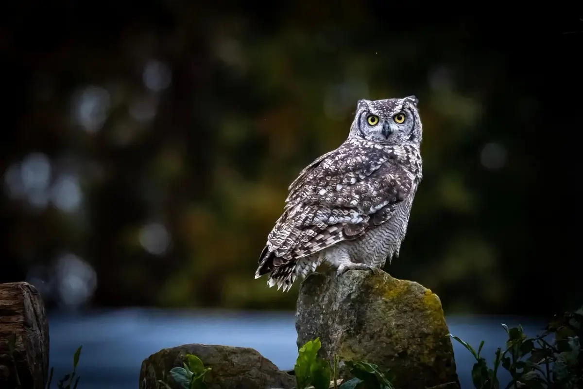 Fotografie wildlife